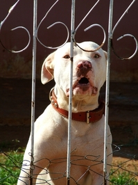 dog-attack-1312618