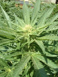 marijuana-plant-1462950